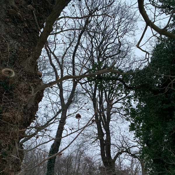 Flora Fionia - fynske plantefarver